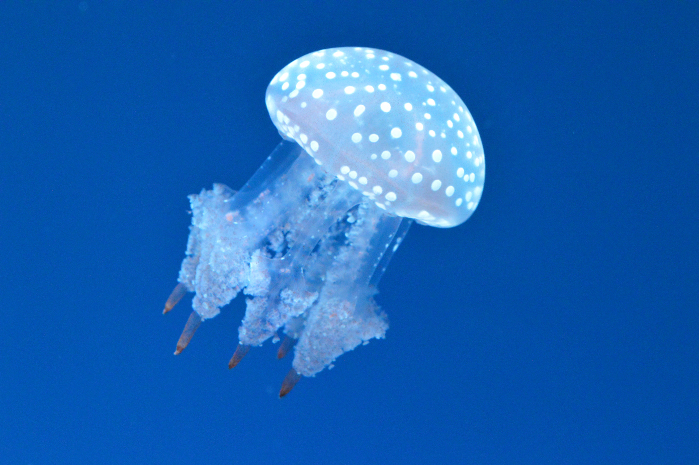 Sunset in the mountains